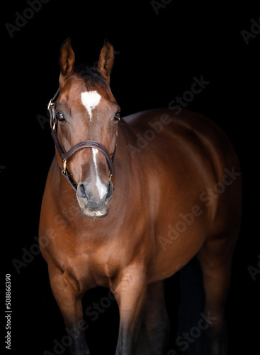 Portrait of a bay brown horse wearing a brown halter facing the camera on a black background
