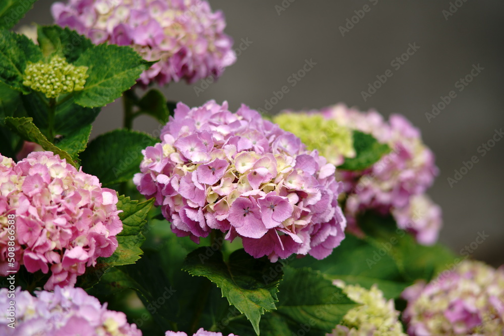 Hope you enjoy this beautiful spring season Hope you enjoy this beautiful spring season