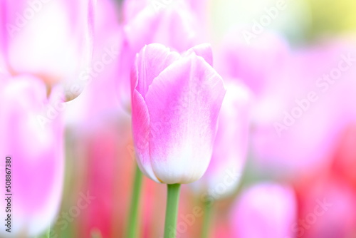 pink tulips in full blooming 
