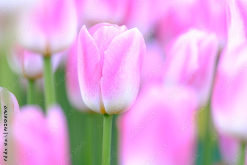 Fototapeta premium pink tulips in full blooming 