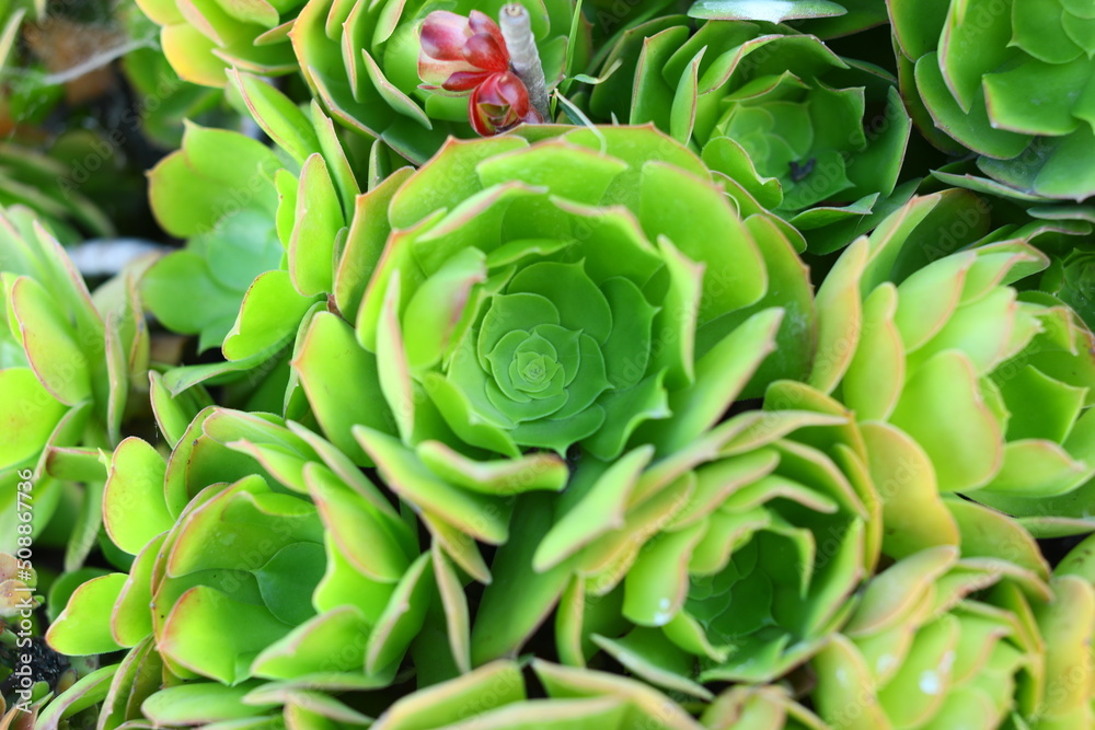Aeonium haworthii, also known as Haworth's aeonium or pinwheel is succulent plant in the family Crassulaceae.. Here seen in south of California Aeonium haworthii, also known as Haworth's aeonium or pinwheel is succulent plant in the family Crassulaceae.. Here seen in south of California