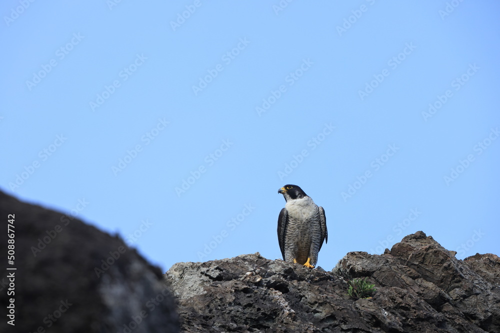 Peregrine Falcon (Falco peregrinus) in Japan Peregrine Falcon (Falco peregrinus) in Japan
