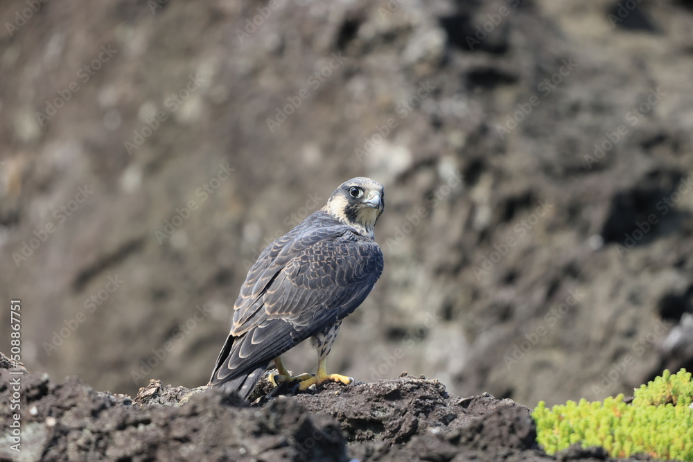 Fototapeta premium Peregrine Falcon (Falco peregrinus) in Japan