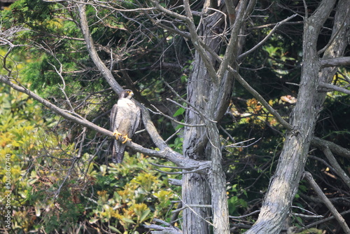 Peregrine Falcon (Falco peregrinus) in Japan