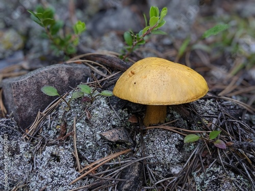 mushroom in the rocks