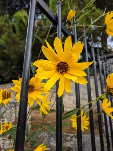 yellow flowers on metal fence