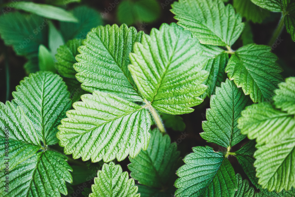 Fresh green leaves of musk strawberry in spring garden Fresh green leaves of musk strawberry in spring garden