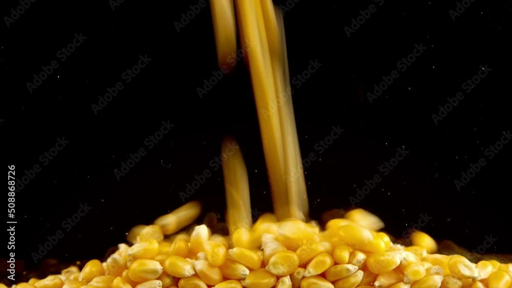 Falling popcorn mais grains on a black background.
