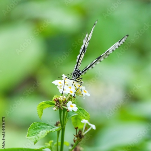 白いランタナの花の蜜を吸うオオゴマダラチョウ