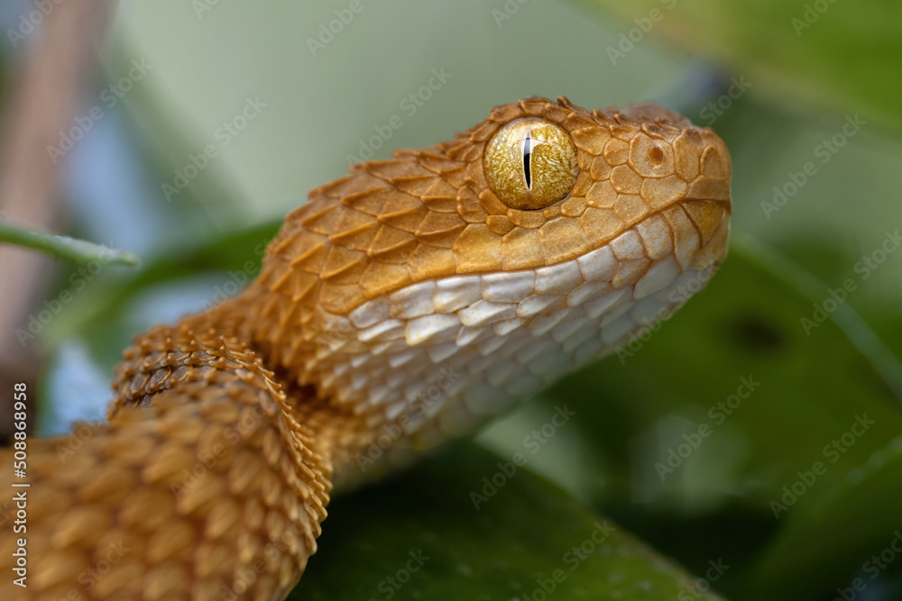 Fototapeta premium Juvenile Bush Viper (Atheris squamigera)