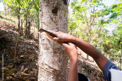 Gardener Woman cutting Tapped rubber tree with knife in the morning Phuket Thailand photo