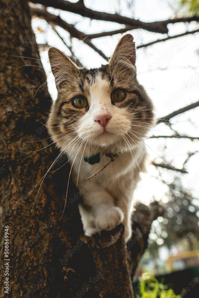 Beautiful portrait of a white, cream and brown domestic cat in a branch of a apricot tree in the garden