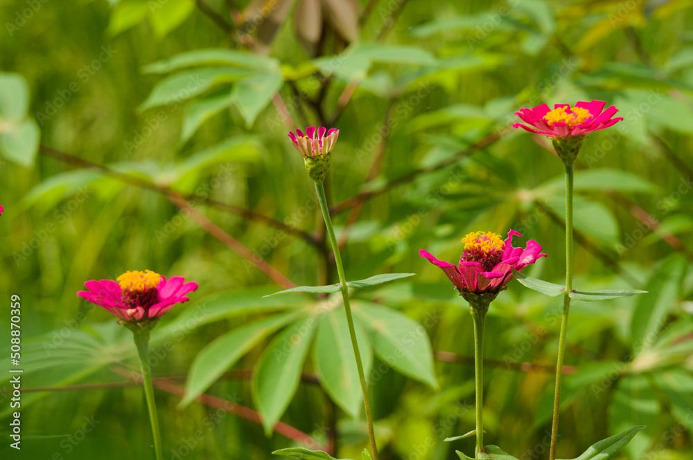 Common zinnia, one of the flowers that is easy to grow in tropical climates. Naturally colorful flowers