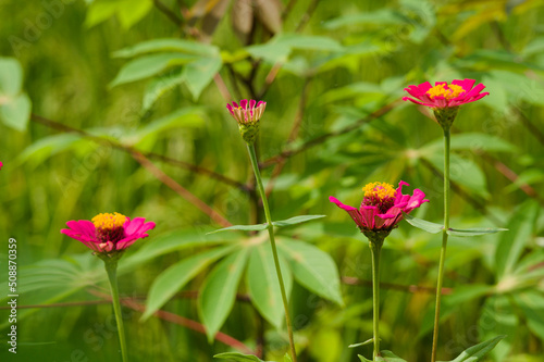 Common zinnia, one of the flowers that is easy to grow in tropical climates. Naturally colorful flowers