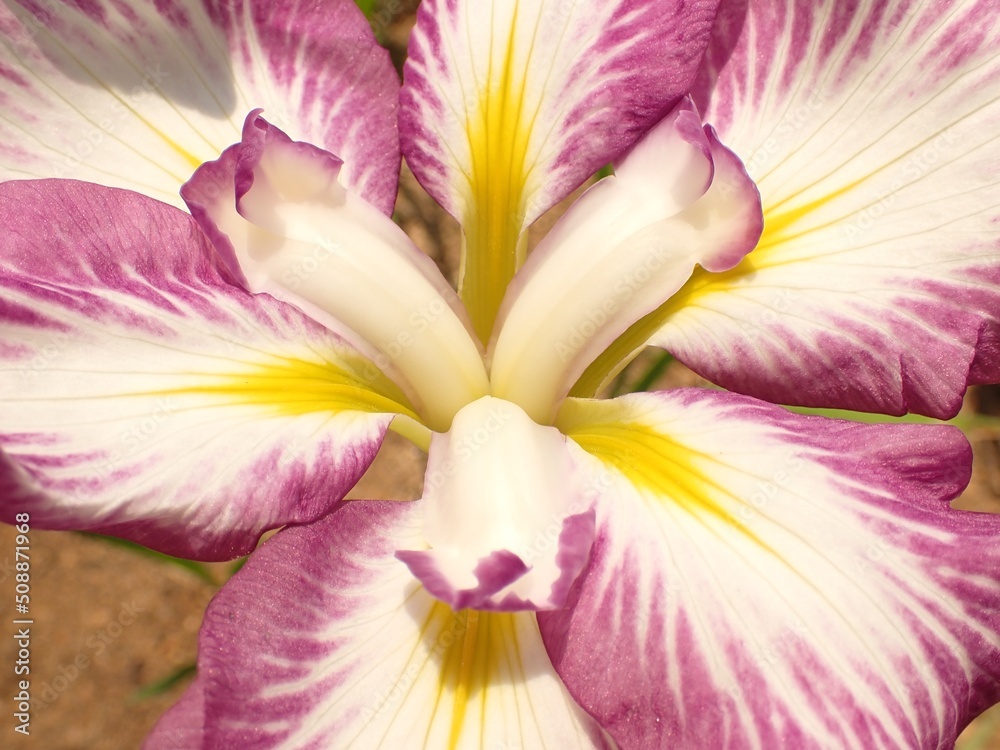 菖蒲