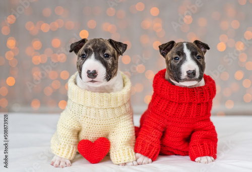 Print op canvas Mini bull terrier puppies sitting on a background of lights