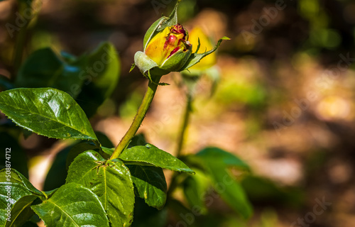 Photos Yellow and Red Rose Bud