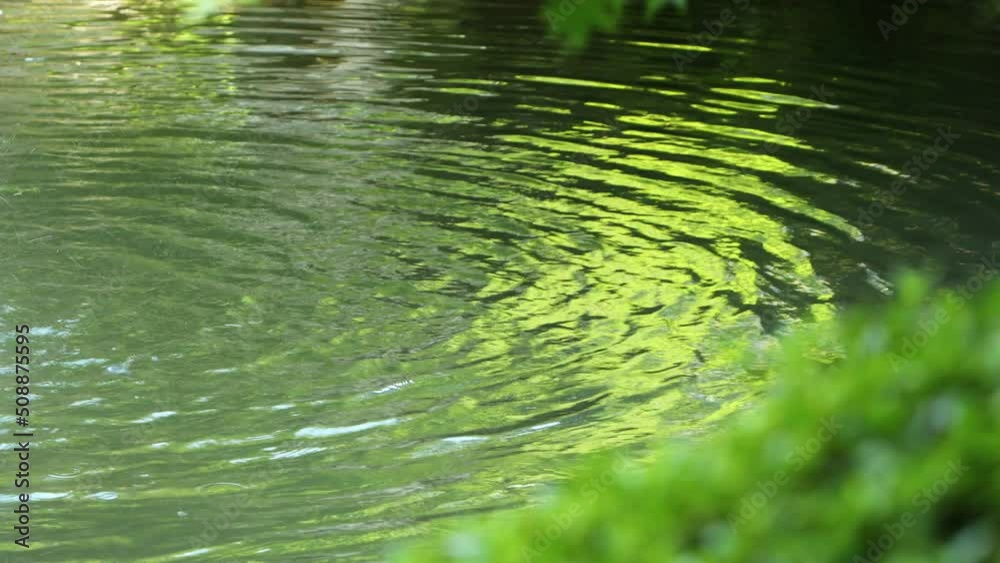 新緑を映す噴水のある池と落下する水によって波立つ水面 新緑を映す噴水のある池と落下する水によって波立つ水面