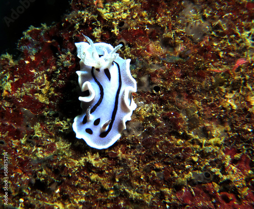 A Chromodoris Willani nudibranch Boracay Island Philippines