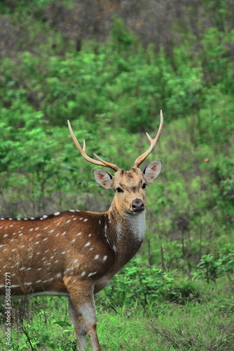 beautiful male chital deer or spotted deer (axis axis) grazing in the grassland of bandipur national park in karnataka, india © Rupam
