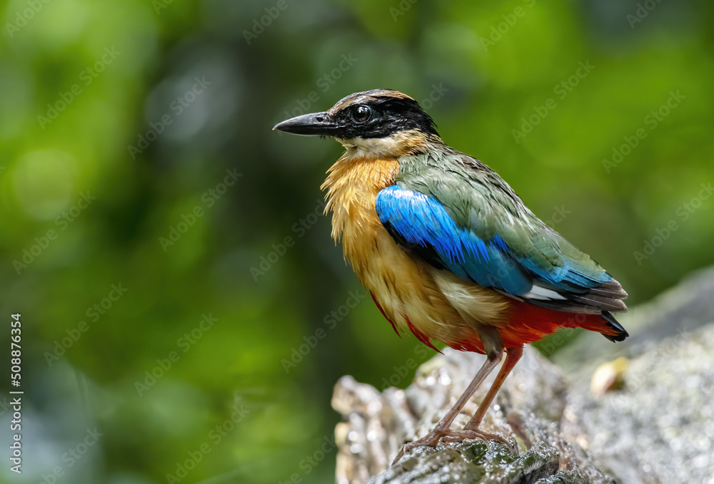 The blue-winged pitta perching on log after bathing with green bokeh background , Thailand The blue-winged pitta perching on log after bathing with green bokeh background , Thailand