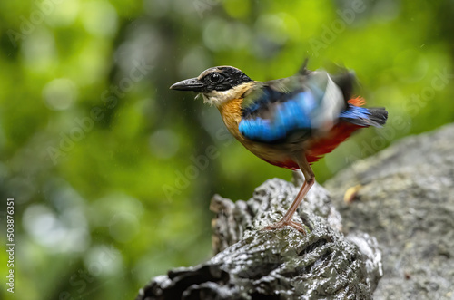 The blue-winged pitta perching on log  and flapping wings after bathing with green bokeh background , Thailand © PK4289