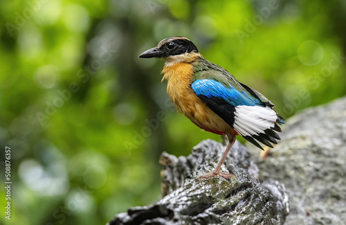 The blue-winged pitta perching on log after bathing with green bokeh  background , Thailand © PK4289