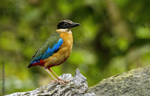 The blue-winged pitta perching on log with green bokeh background , Thailand © PK4289
