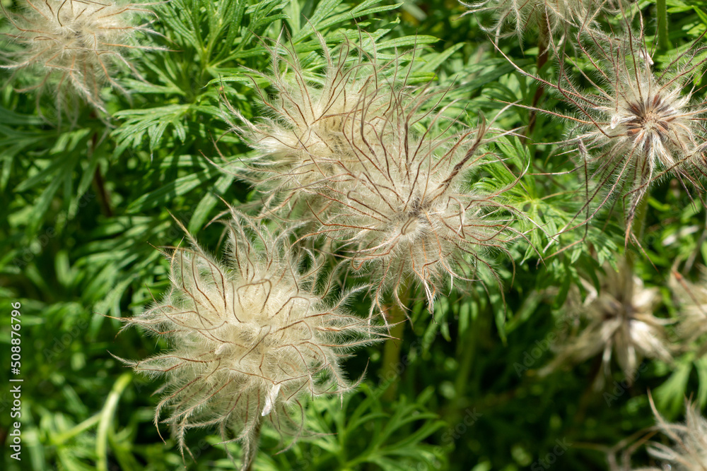 Fototapeta premium Plants from the Botanical Garden in Sofia Bulgaria