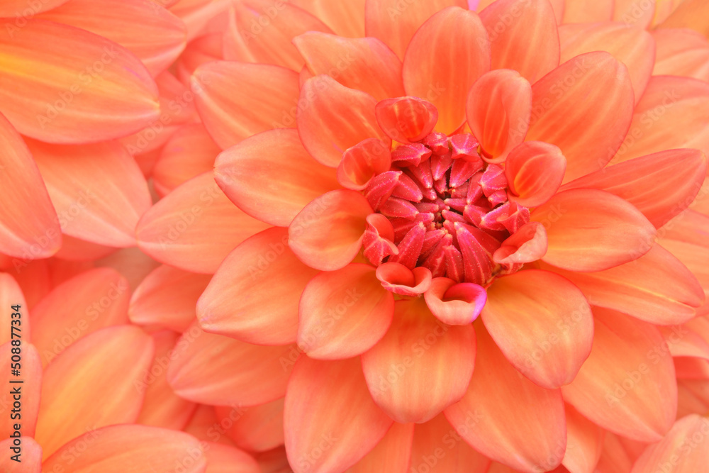 Fototapeta premium Beautiful dahlia flower