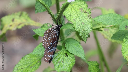 high resolution (4k) video of butterfly without editing.