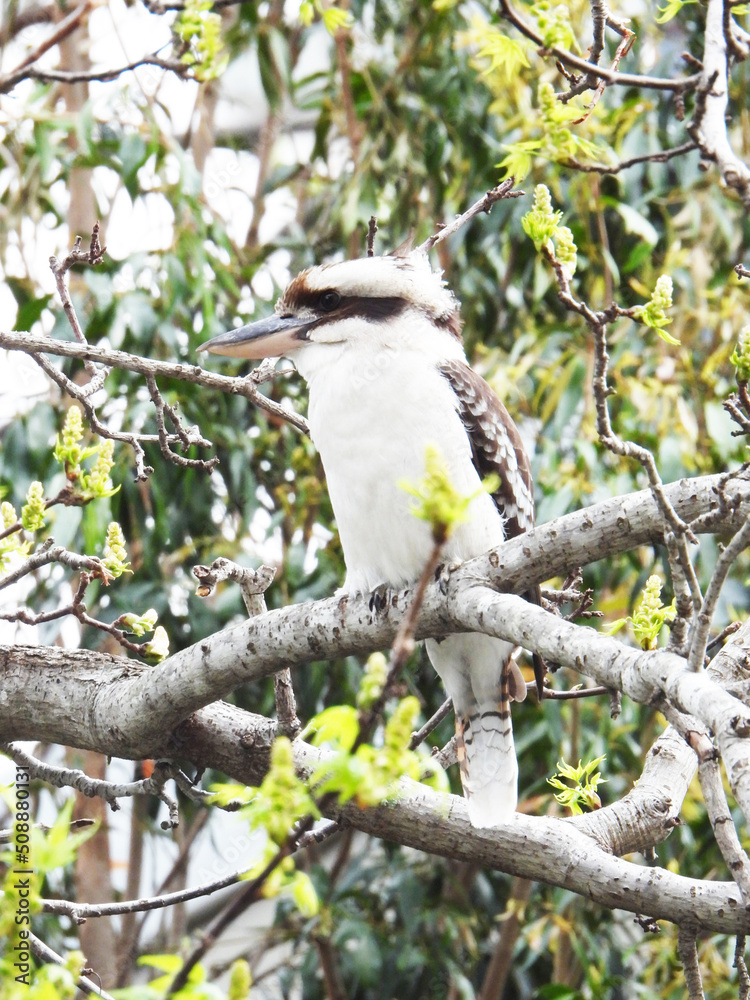 Kookaburra Australian bird Kookaburra Australian bird