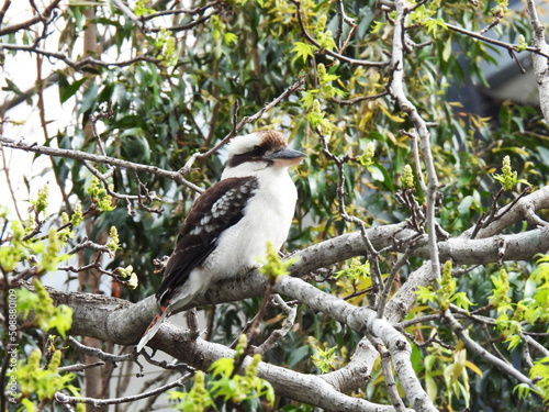 Kookaburra Australian bird