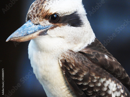 Wallpaper Mural Kookaburra Australian bird Torontodigital.ca