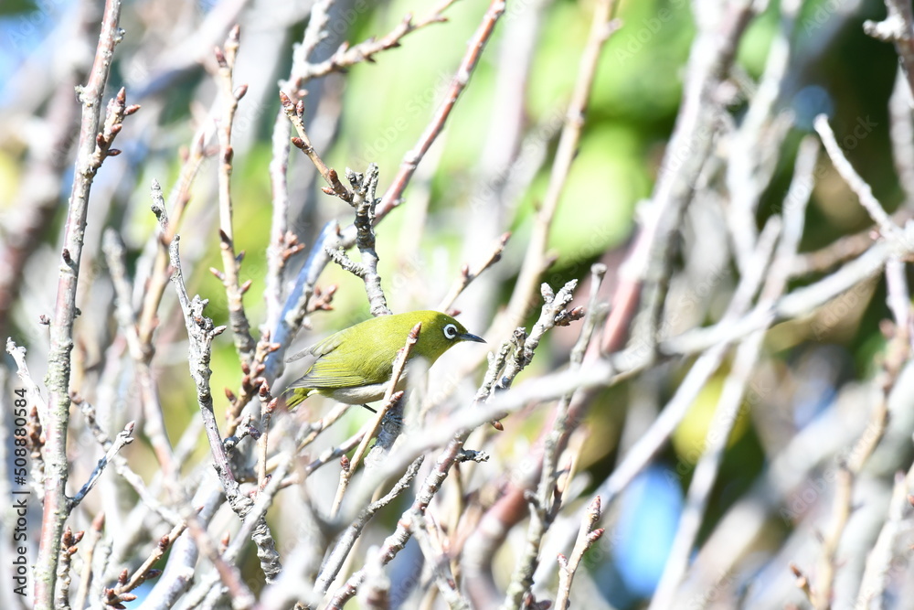 Naklejka premium 鮮やかな黄緑色のメジロ