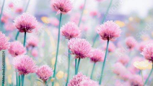 Abstract chives flowers blooming in garden, early mornings. Soft and defocused yellow and pink flowers in bloom, close up. Magical floral spring background with dreamy pastel colors. Artistic image.
