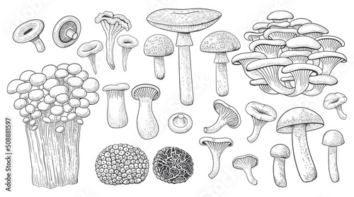 Mushrooms. Forest food. Gourmet truffle. Natural champignon and shiitake. Organic boletus or chanterelle. Meal ingredients. Vintage vegetable cooking slice. Vector fungus types set
