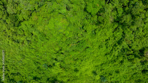 Aerial view of beautiful natural green field of forest in the wild forest mountain ,Clean Air natural fresh Air concept