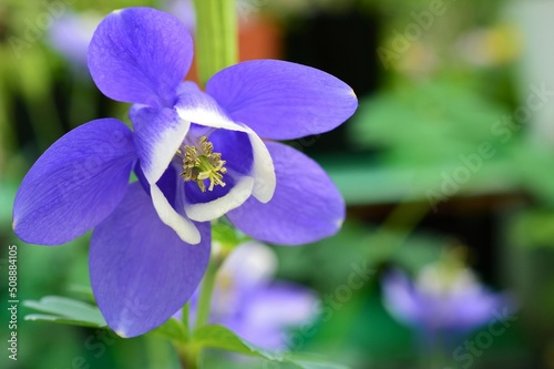 ミヤマオダマキ　(深山苧環）