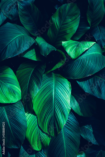 Full Frame of Green Leaves Pattern Background, Nature Lush Foliage Leaf Texture, tropical leaf