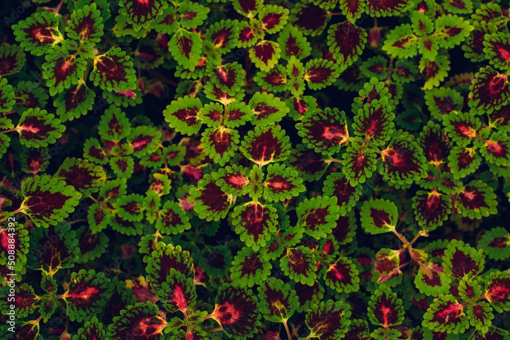 Full Frame of Green Leaves Pattern Background, Nature Lush Foliage Leaf Texture, tropical leaf Full Frame of Green Leaves Pattern Background, Nature Lush Foliage Leaf Texture, tropical leaf