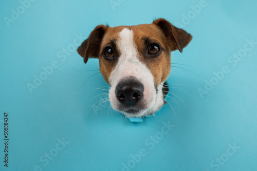 Funny dog muzzle from a hole in a paper blue background.  © Михаил Решетников