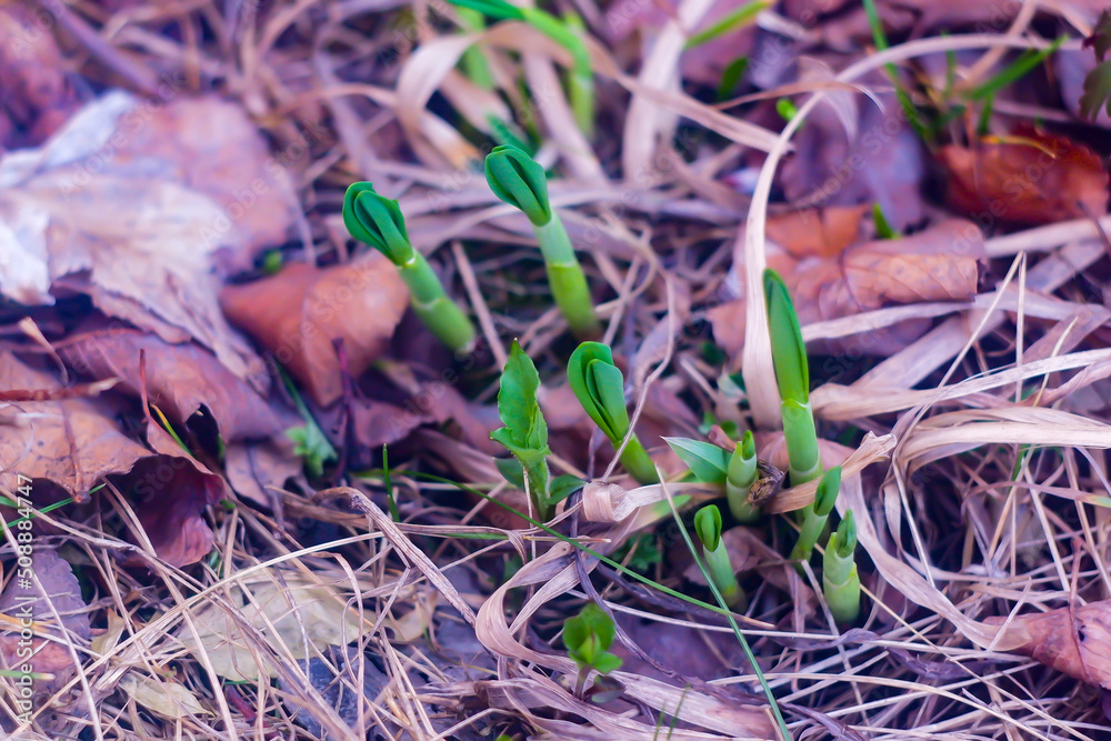a young ramson makes its way through last year's foliage in early spring,wild leek,wild garlic