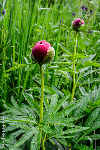 Luxurious large purple peonies after the rain in the spring garden