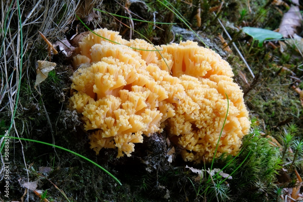 Amazing yellow mushroom like coral - Ramaria Amazing yellow mushroom like coral - Ramaria