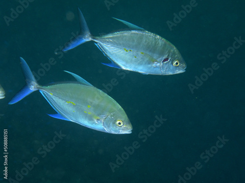 ナンヨウカイワリの若魚 © Izuzuki