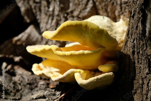 Laetiporus sulphureus is a species of bracket fungus. Its common names are crab-of-the-woods, sulphur polypore, sulphur shelf, and chicken-of-the-woods. Young specimens are edible and tasty.  photo