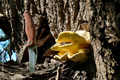 Mushroom Laetiporus sulphureus (crab-of-the-woods, sulphur polypore, sulphur shelf, and chicken-of-the-woods). Young specimens are edible and tasty. Pocket knife stuck next to mushroom. photo