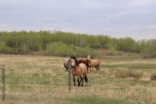 horses in the field © Michael Mamoon