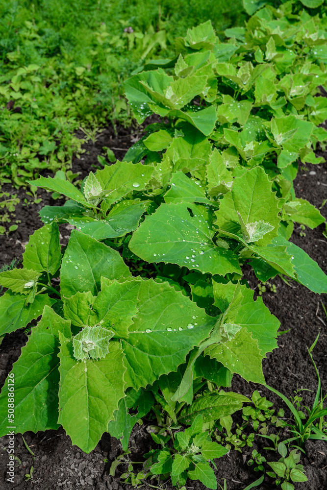 Atriplex hortensis, orache, used as a leaf vegetable in salads .